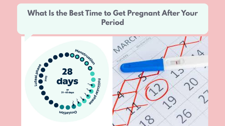 Best Time to Get Pregnant